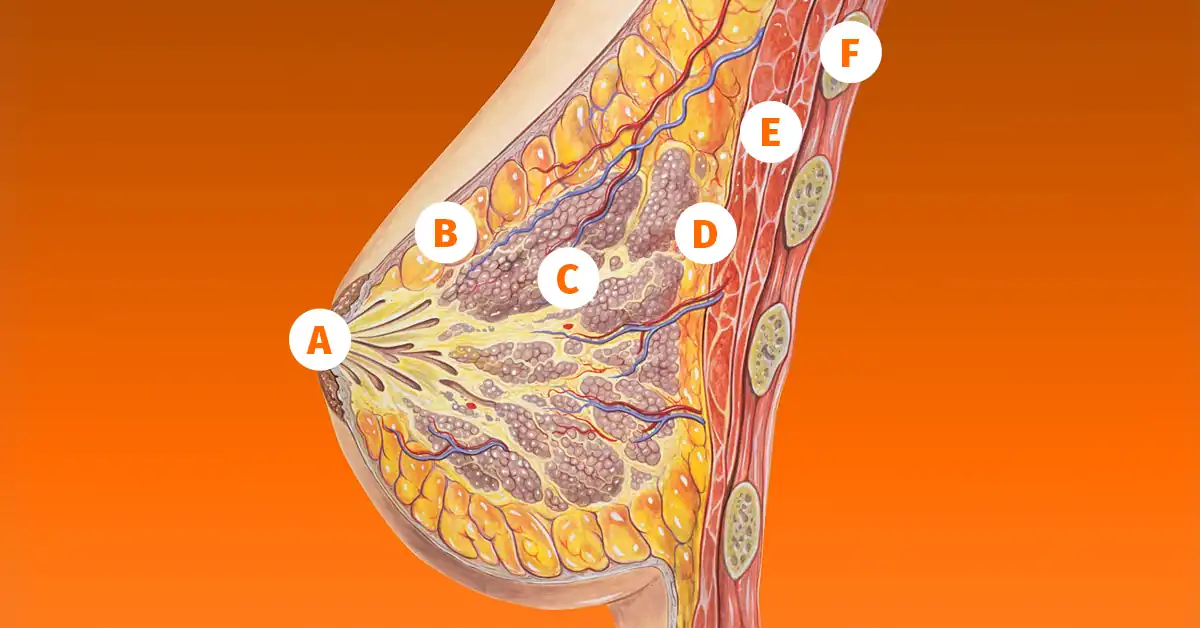 anatomia das mamas