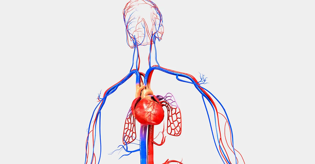 imagem conceito sobre acesso venoso central