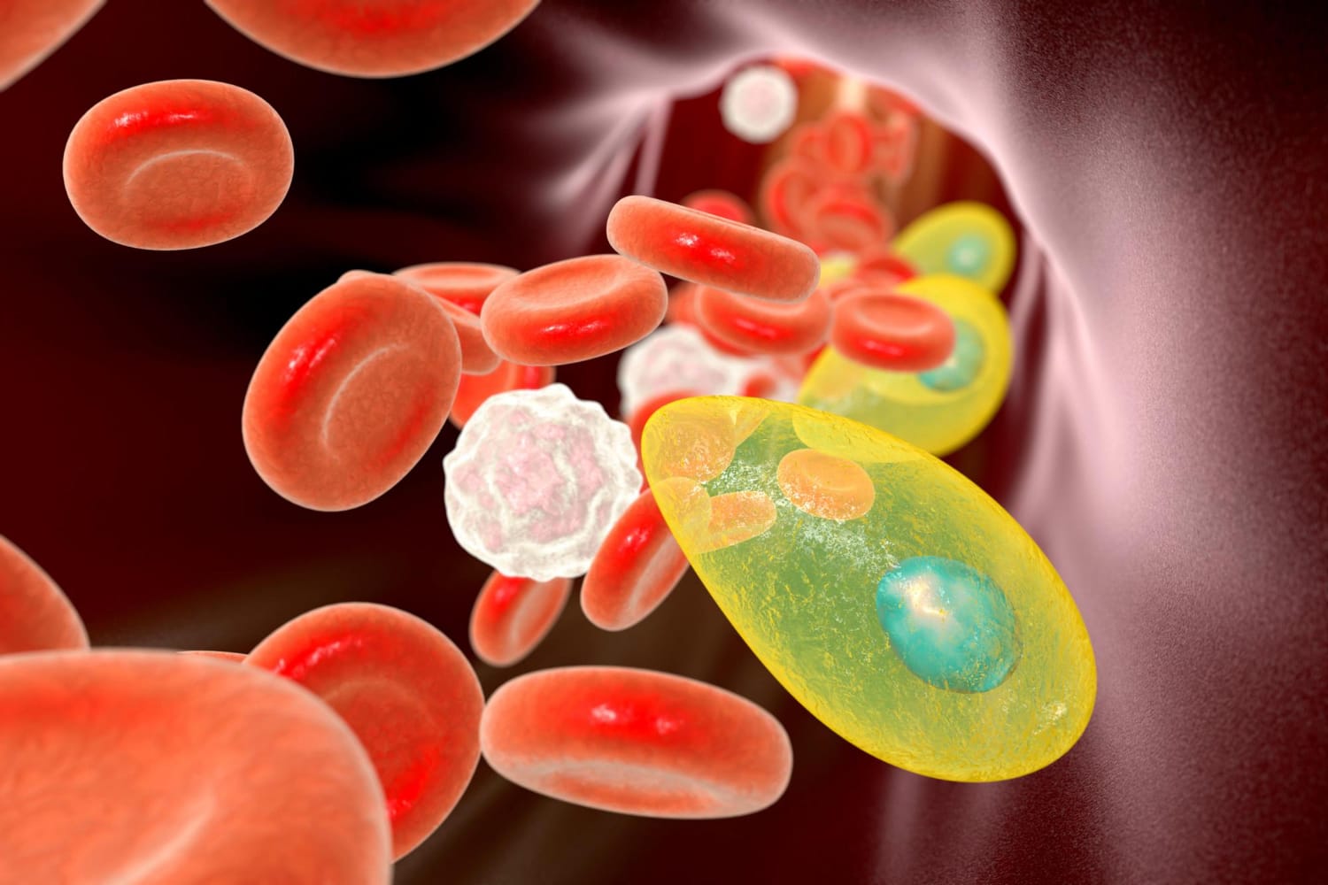 agente toxoplasma gondii causador da toxoplasmose agente toxoplasma gondii causador da toxoplasmose